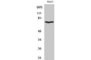 Western Blotting (WB) image for anti-Hypocretin (Orexin) Receptor 2 (HCRTR2) (C-Term) antibody (ABIN3186225) (HCRTR2 抗体  (C-Term))