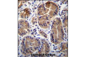 SYPL1 Antibody (N-term) (ABIN656672 and ABIN2845911) immunohistochemistry analysis in formalin fixed and paraffin embedded human stomach tissue followed by peroxidase conjugation of the secondary antibody and DAB staining. (SYPL1 抗体  (N-Term))