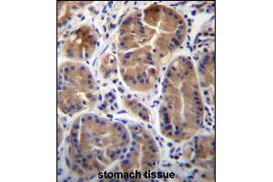 SYPL1 Antibody (N-term) (ABIN656672 and ABIN2845911) immunohistochemistry analysis in formalin fixed and paraffin embedded human stomach tissue followed by peroxidase conjugation of the secondary antibody and DAB staining.