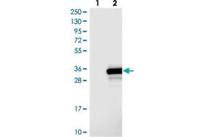Western blot analysis of Lane 1: Negative control (vector only transfected HEK293T lysate), Lane 2: Over-expression Lysate (Co-expressed with a C-terminal myc-DDK tag (~3. (OLAH 抗体)