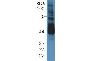 Western blot analysis of Mouse Testis lysate, using Mouse NEK2 Antibody (3 µg/ml) and HRP-conjugated Goat Anti-Rabbit antibody ( (NEK2 抗体  (AA 148-397))