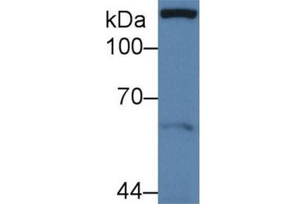 Paxillin anticorps  (AA 201-461)