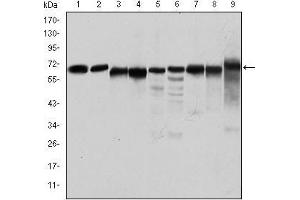 Western blot analysis using PRKAA1 mouse mAb against Jurkat (1), Hela (2), HepG2 (3), MCF-7 (4), Cos7 (5), NIH/3T3 (6), K562 (7), HEK293 (8), and PC-12 (9) cell lysate.
