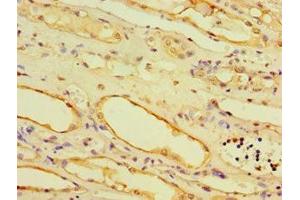 Immunohistochemistry of paraffin-embedded human kidney tissue using ABIN7168521 at dilution of 1:100 (AHCYL1 抗体  (AA 31-260))