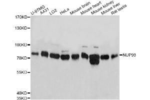 Western blot analysis of extracts of various cell lines, using NUP93 antibody (ABIN1873990) at 1:3000 dilution. (NUP93 抗体)