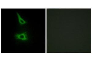 Immunofluorescence (IF) image for anti-LI Cadherin (Internal Region) antibody (ABIN1850218) (LI Cadherin 抗体  (Internal Region))