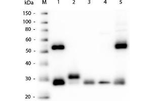 Western Blotting (WB) image for Goat anti-Mouse IgG (Heavy & Light Chain) antibody (ABIN101738)