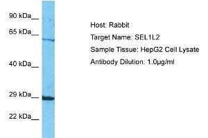 Host: Rabbit Target Name: SEL1L2 Sample Tissue: Human HepG2 Whole Cell Antibody Dilution: 1ug/ml (SEL1L2 抗体  (N-Term))