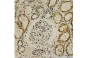 Immunohistochemistry image of Glypican-4 staining in sections of human kidney tissue. (GPC4 抗体  (AA 509-520))