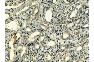 ABIN184607 (4µg/ml) staining of paraffin embedded Human Kidney. (Tensin 1 抗体  (C-Term))