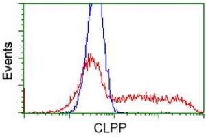 HEK293T cells transfected with either RC200301 overexpress plasmid (Red) or empty vector control plasmid (Blue) were immunostained by anti-CLPP antibody (ABIN2453955), and then analyzed by flow cytometry. (CLPP 抗体)