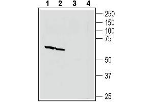 Western blot analysis of human SH-SY5Y neuroblastoma cell line lysate (lanes 1 and 3) and human  MG glioblastoma cell line lysate (lanes 2 and 4):1-2. (Neuronal Pentraxin 1 (NPX1) Peptide)