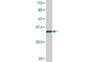 Western Blot detection against Immunogen (37.