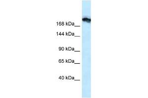 WB Suggested Anti-Tjp1 Antibody Titration: 1. (TJP1 抗体  (N-Term))