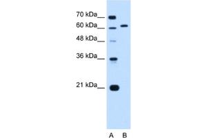 Western Blotting (WB) image for anti-Lamin B2 (LMNB2) antibody (ABIN2462974) (Lamin B2 抗体)