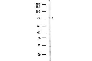 anti-Transmembrane and Coiled-Coil Domains 3 (TMCO3) antibody