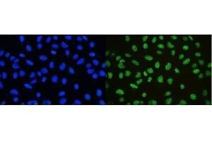 IF analysis of nmt55/p54nrb using anti-nmt55/p54nrb antibody (ABIN3044530). (NONO 抗体  (N-Term))