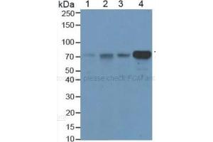 SDS-PAGE (SDS) image for Hemopexin (HPX) ELISA Kit (ABIN6730985)