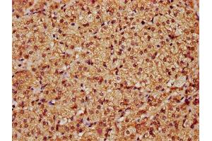 IHC image of ABIN7169059 diluted at 1:1200 and staining in paraffin-embedded human adrenal gland tissue performed on a Leica BondTM system. (LATS1 抗体  (AA 1-280))