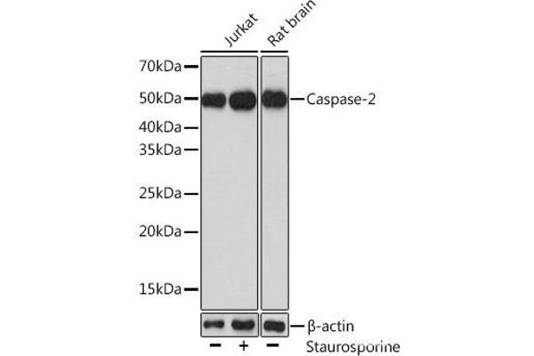 Caspase 2 抗体