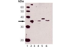 Western blot analysis of HO-2: Lane 1: MWM, Lane 2: HO-2 (human), (recombinant) , Lane 3: HeLa (Heat Shocked) Cell Lysate, Lane 4: L929 Cell Lysate, Lane 5: RK-13 Cell Lysate, Lane 6: CHO-K1 Cell Lysate (HMOX2 抗体)