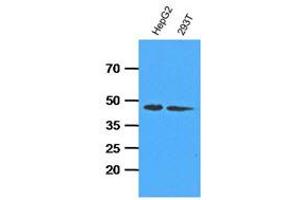 Western Blotting (WB) image for anti-Adenosine Kinase (ADK) antibody (ABIN781539) (ADK 抗体)
