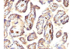 Formalin-fixed, paraffin-embedded human Placenta stained with Podocalyxin Mouse Monoclonal Antibody (3D3). (PODXL 抗体  (Extracellular Domain))