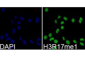 Immunofluorescence analysis of 293T cells using Monomethyl-Histone H3-R17 antibody (ABIN5969825). (Histone 3 抗体  (H3R17me))