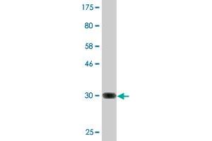 Western Blot detection against Immunogen (33. (ZNF365 抗体  (AA 147-219))