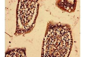 Immunohistochemistry analysis of human small intestine tissue using ABIN7166334 at dilution of 1:100 (YIF1B 抗体  (AA 1-153))