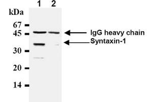 Western Blotting (WB) image for anti-Syntaxin 1A (Brain) (STX1A) antibody (ABIN492371) (STX1A 抗体)