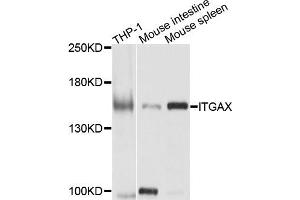 Western blot analysis of extracts of various cells，using CD11C antibody. (CD11c 抗体)