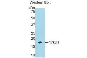 Western Blotting (WB) image for anti-T-Box 3 (TBX3) (AA 107-220) antibody (ABIN1176685)