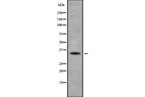 Western blot analysis of OR10Q1 expression in HEK293 cells ,The lane on the left is treated with the antigen-specific peptide. (OR10Q1 抗体  (C-Term))
