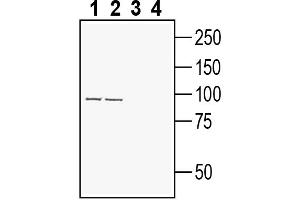 Western blot analysis of rat brain membranes (lanes 1 and 3) and mouse brain membranes (lanes 2 and 4):1-2.
