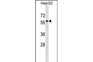 KPNA5 Antibody (N-term) (ABIN1538900 and ABIN2838187) western blot analysis in HepG2 cell line lysates (35 μg/lane). (KPNA5 抗体  (N-Term))