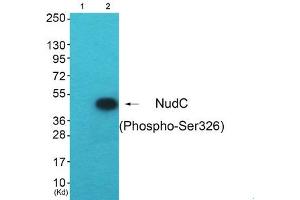 Western blot analysis of extracts from HepG2 cells (Lane 2), using NudC (Phospho-Ser326) Antibody. (NUDC 抗体  (pSer326))