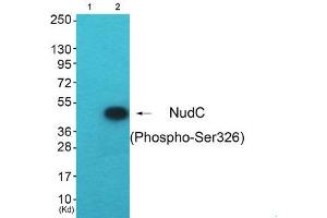 Western blot analysis of extracts from HepG2 cells (Lane 2), using NudC (Phospho-Ser326) Antibody. (NUDC 抗体  (pSer326))