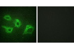 Peptide - +Immunofluorescence analysis of HeLa cells, using CKI-α antibody. (CSNK1A1 抗体)