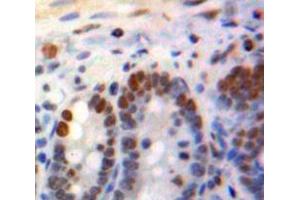 IHC-P analysis of Bowels tissue, with DAB staining. (KLF4 抗体  (AA 240-478))