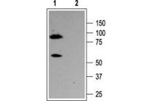 Western Blotting (WB) image for anti-Potassium Voltage-Gated Channel, KQT-Like Subfamily, Member 3 (KCNQ3) (AA 668-686), (Intracellular) antibody (ABIN7043505)