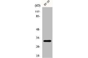 Western Blot analysis of HuvEc cells using IL-5 Polyclonal Antibody (IL-5 抗体  (Internal Region))