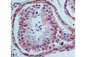 Immunohistochemistry of mouse Anti-TLR4 antibody. (TLR4 抗体)