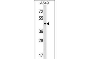 GABPB2 Antibody (Center) (ABIN1538265 and ABIN2849134) western blot analysis in A549 cell line lysates (35 μg/lane). (GABPB2 抗体  (AA 297-323))