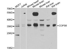Western blot analysis of extracts of various cell lines, using COPS6 antibody. (COPS6 抗体)