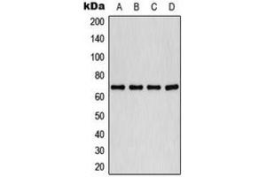 Western blot analysis of PLK1 (pT210) expression in HeLa (A), A549 (B), K562 (C), COLO320 (D) whole cell lysates. (PLK1 抗体  (pSer210))