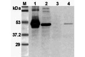Western blot analysis using anti-FOXP3 (mouse), pAb  at 1:3'000 dilution. (FOXP3 抗体)