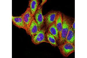 Immunocytochemistry (ICC) image for anti-Toll-Like Receptor 9 (TLR9) (AA 868-1016) antibody (ABIN5896728) (TLR9 抗体  (AA 868-1016))