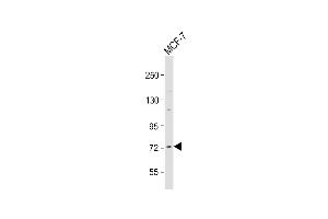 Anti-Raf1 (Ser296) Antibody at 1:2000 dilution + MCF-7 whole cell lysate Lysates/proteins at 20 μg per lane.