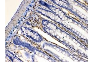 IHC testing of FFPE rat intestine tissue with BAG1 antibody at 1ug/ml. (BAG1 抗体  (AA 323-345))